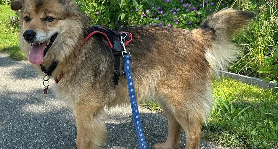 Aaron, Mixed Breed for adoption at Tierhof mit Herz