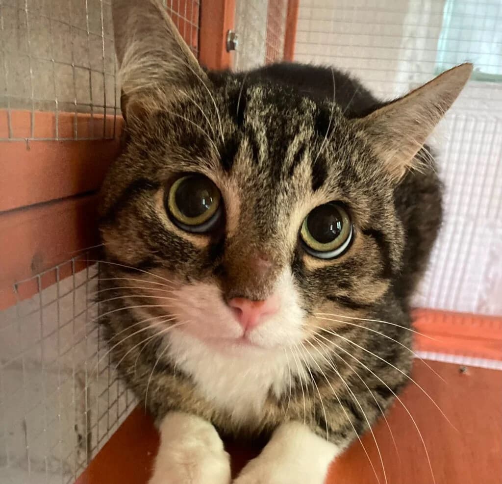 Cicco, female Mixed Breed for adoption at Tierlidienst, St Gallen