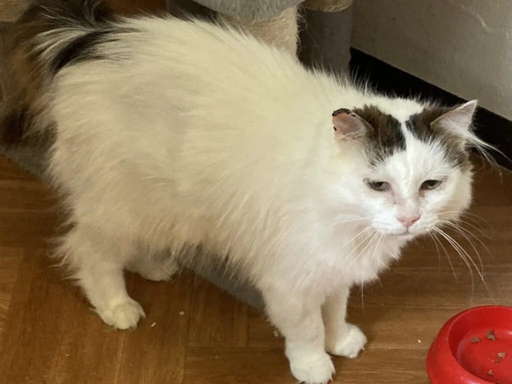 Monja, female Mixed Breed for adoption at Tierlidienst, St Gallen