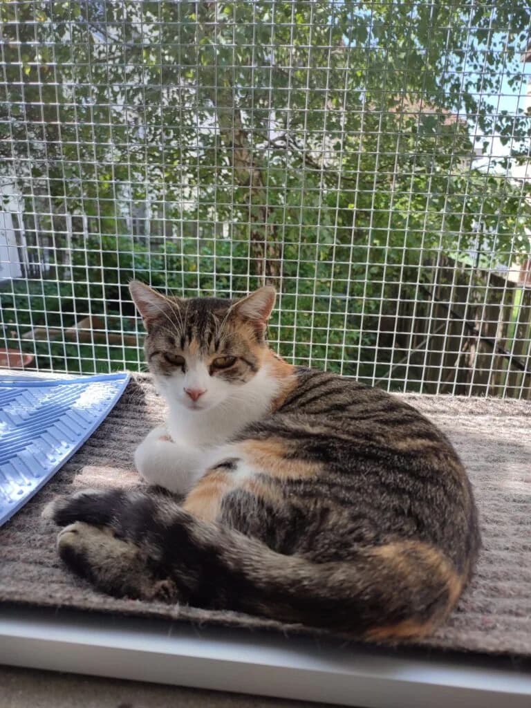 Holly, Mixed Breed for adoption at Tierlidienst, St Gallen