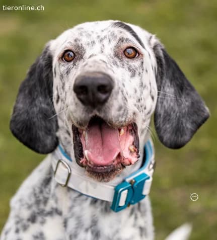 Lur, der sensible Pointer Mischling, male Pointer for adoption at Tieronline.ch, Zürich