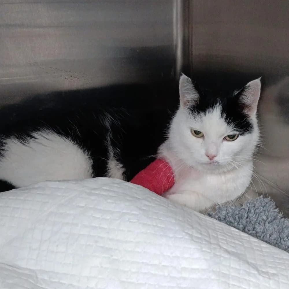 Kätzin Alma, female Mixed Breed for adoption at Tierschutzverein Interlaken–Oberhasli, Bönigen