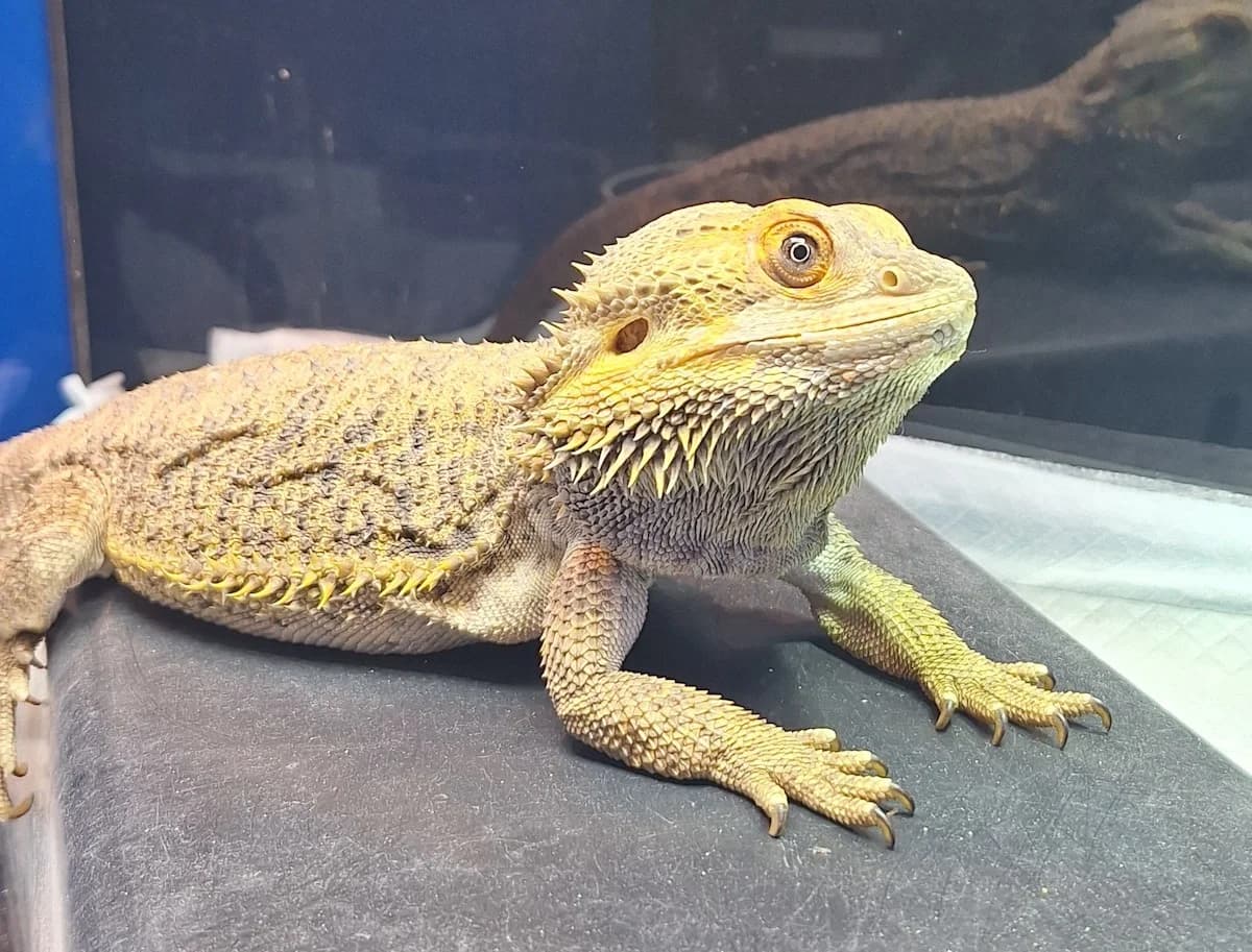 Bartagame Barti, female Mixed Breed for adoption at Tierschutzverein Kreuzlingen, Kreuzlingen
