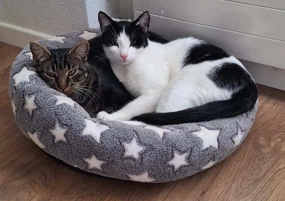 Europäische Kurzhaarkatzen, puppy European Shorthair for adoption at Tierschutzverein Kreuzlingen, Kreuzlingen