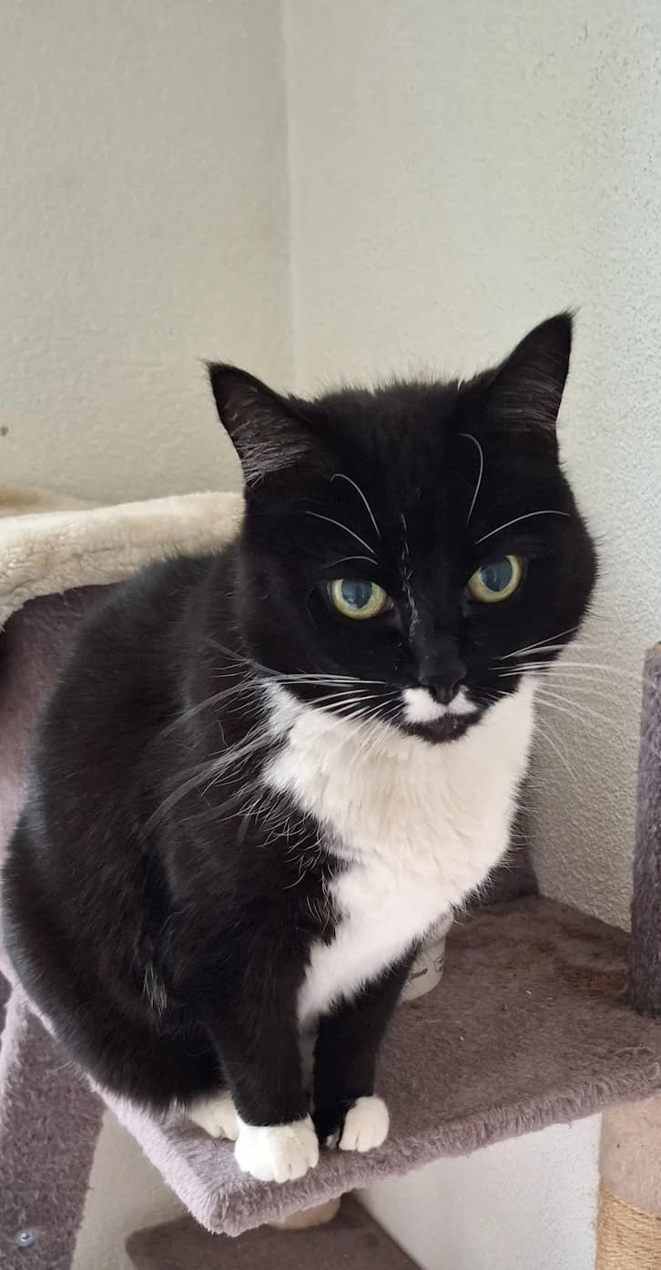 Hauskatze Socke, Mixed Breed Cat for adoption at Tierschutzverein Kreuzlingen, Kreuzlingen