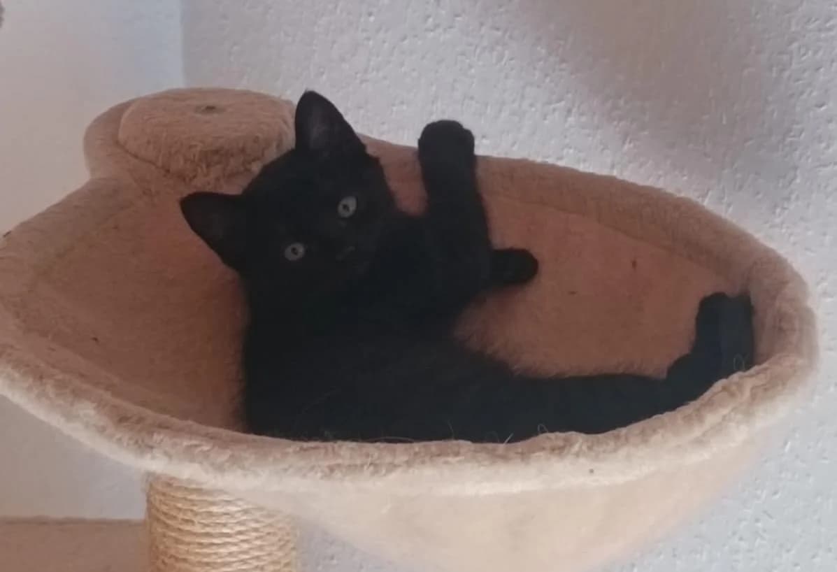 Junge Katzen, male Mixed Breed for adoption at Tierschutzverein Kreuzlingen, Kreuzlingen
