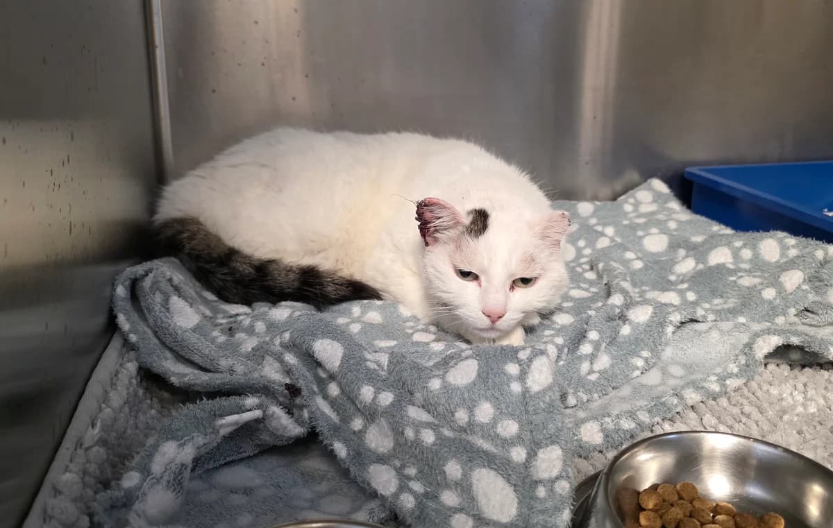 Katze Marilyn, female senior Mixed Breed for adoption at Tierschutzverein Kreuzlingen, Kreuzlingen