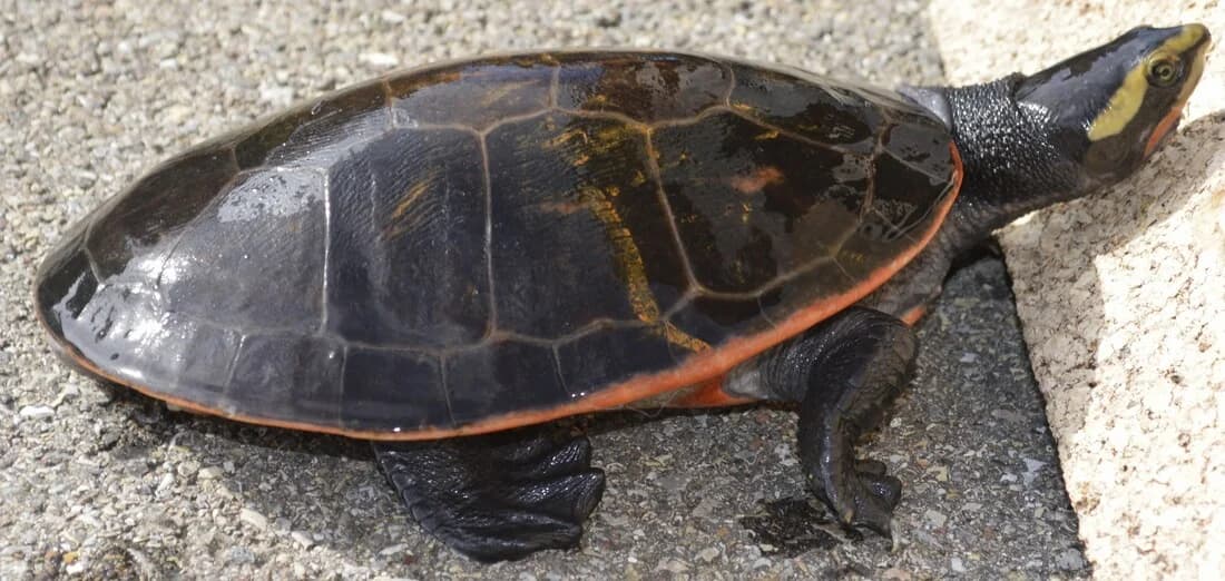 Rotbauch-Spitzkopfschildkröte, male Mixed Breed for adoption at Tierschutzverein Kreuzlingen, Kreuzlingen