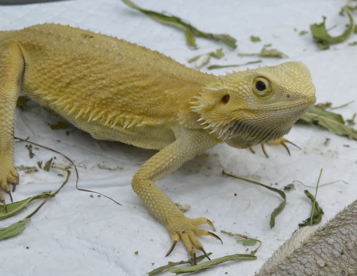 Streifenköpfige Bartagame Canberra, female mixed breed for adoption at Tierschutzverein Kreuzlingen, Kreuzlingen