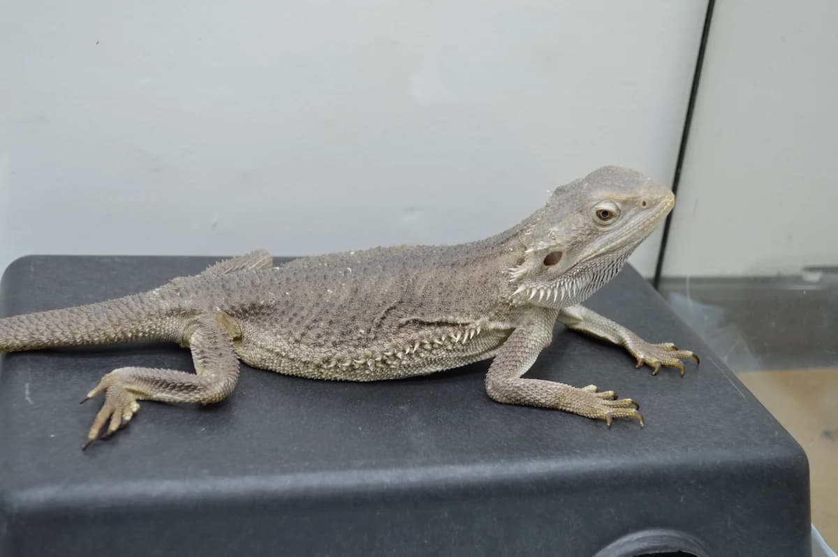 Streifenköpfige Bartagame Julara, female mixed breed for adoption at Tierschutzverein Kreuzlingen, Kreuzlingen