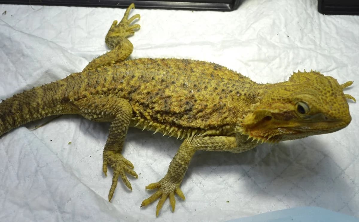 Streifenköpfige Bartagame Melbourne, female mixed breed for adoption at Tierschutzverein Kreuzlingen, Kreuzlingen