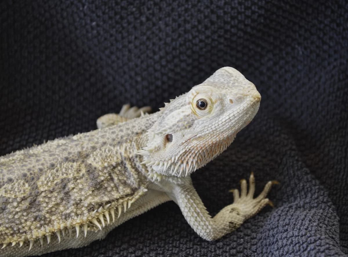 Streifenköpfige Bartagame Sidney, female mixed breed for adoption at Tierschutzverein Kreuzlingen, Kreuzlingen