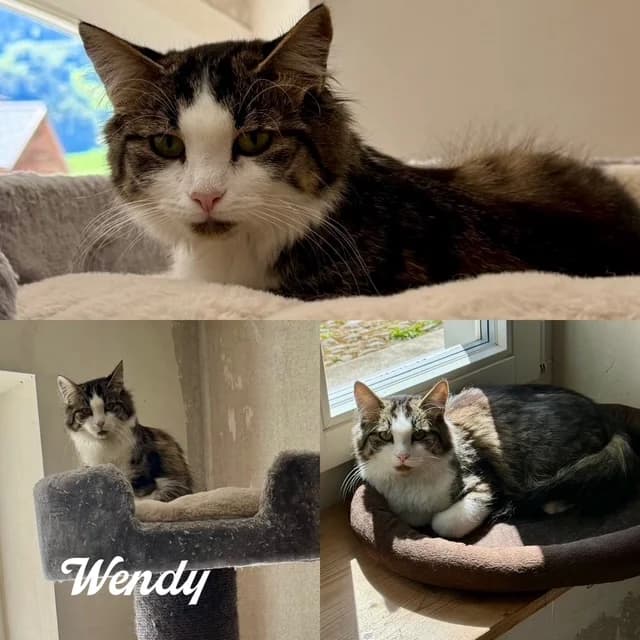 Wendy, female Mixed Breed for adoption at Tierschutzverein Niedersimmental