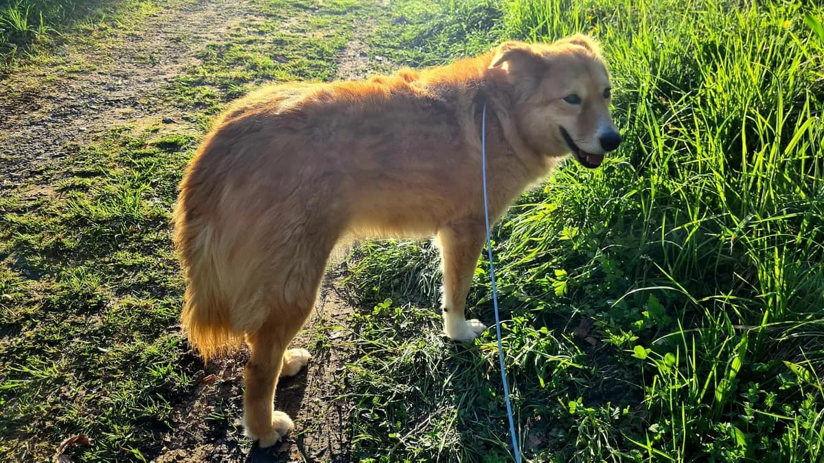 Caro, Mixed Breed for adoption at Tierschutz Rheintal