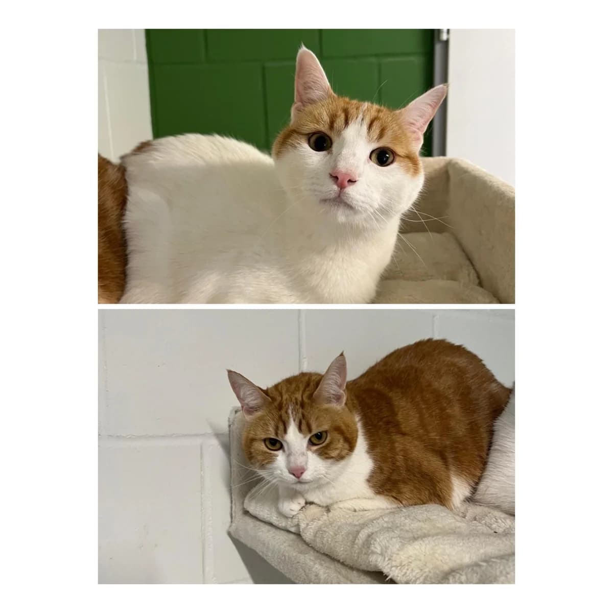 Diego & Papaya, senior Mixed Breed for adoption at Tierschutz Rheintal