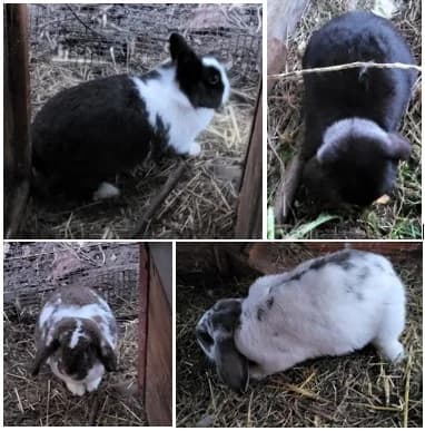 Kaninchen, Mixed Breed for adoption at Tierschutz Rheintal