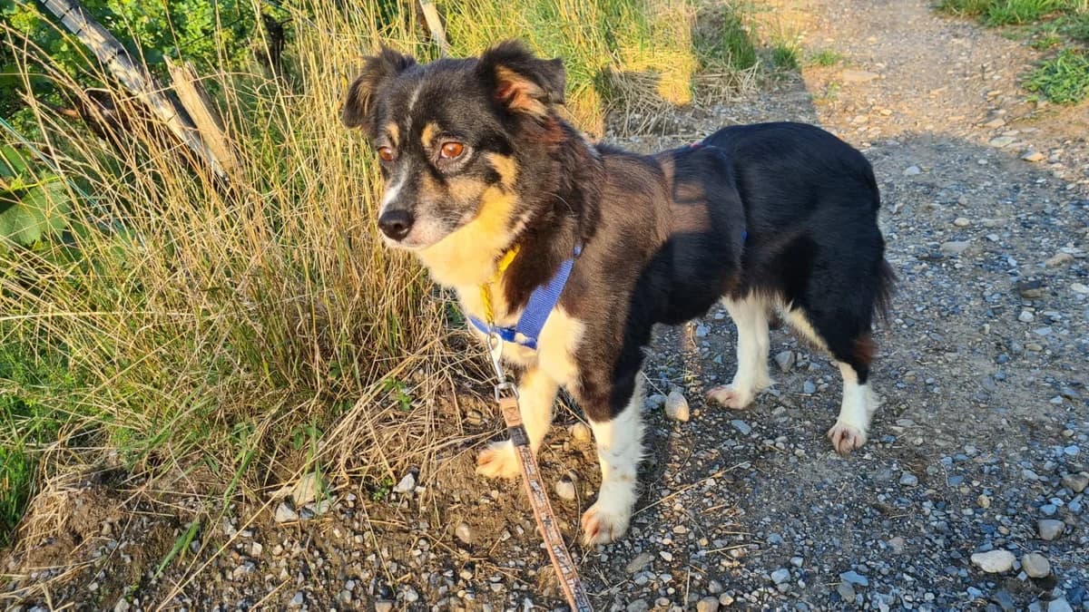 Luvi, senior Mixed Breed for adoption at Tierschutz Rheintal