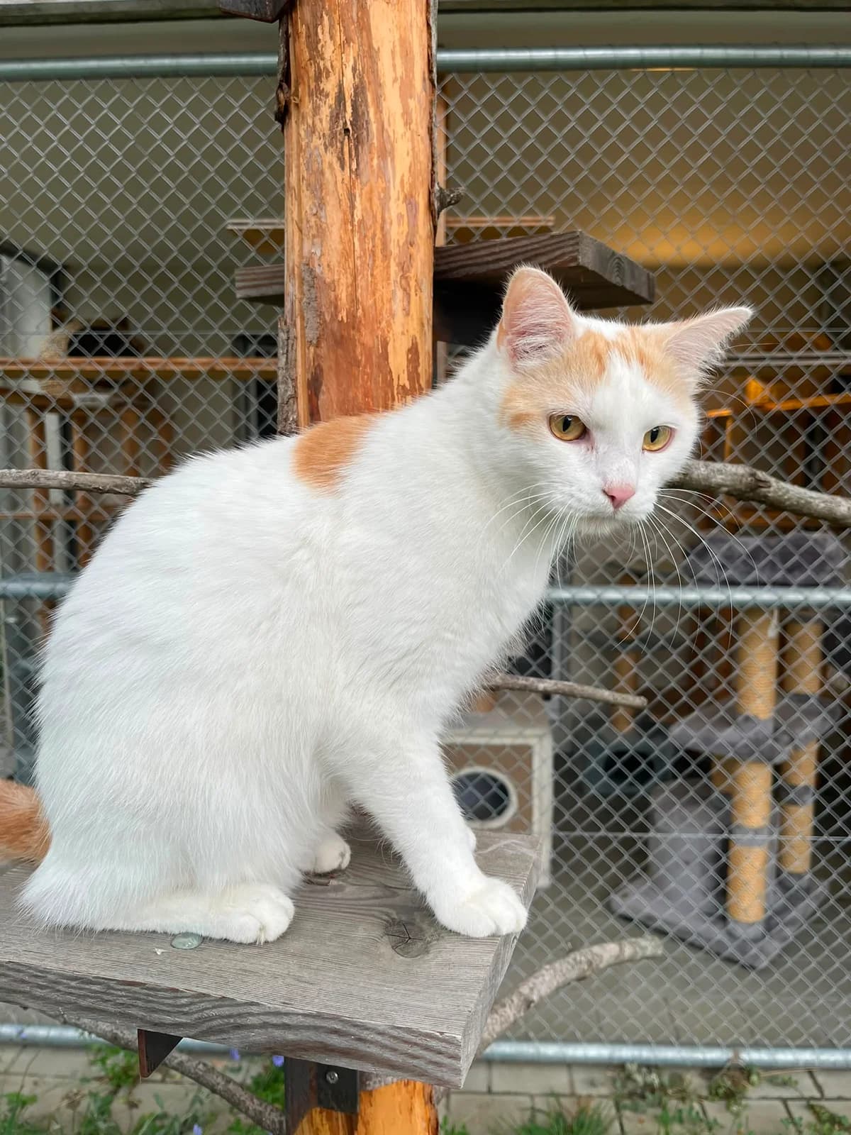 Nailo, young Mixed Breed for adoption at Tierschutz Rheintal