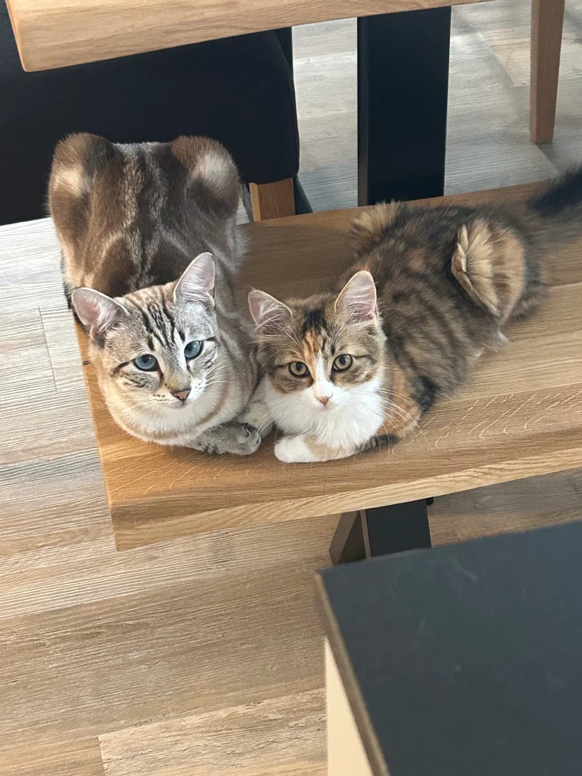 Nala & Schnurrli, young Mixed Breed for adoption at Tierschutz Rheintal