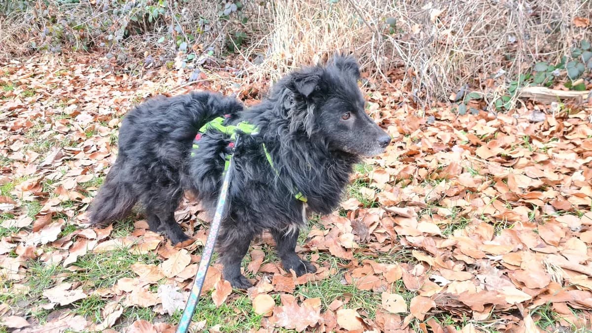 Pouri, Mixed Breed for adoption at Tierschutz Rheintal