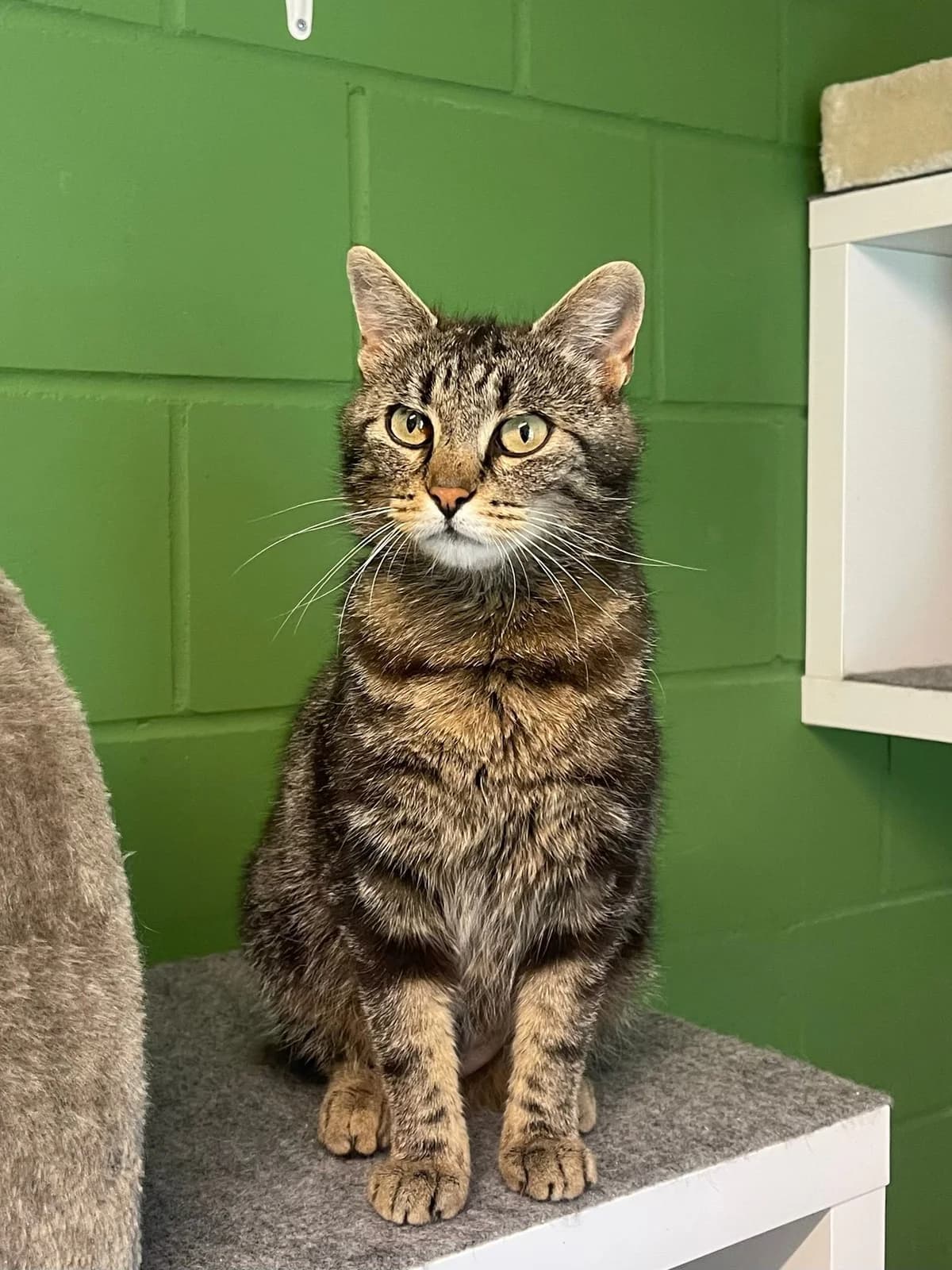 Silja, 3yo Mixed Breed for adoption at Tierschutz Rheintal