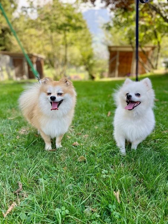 Luna + Tedi, weiss young Mixed Breed for adoption at Tierschutz Schwyz