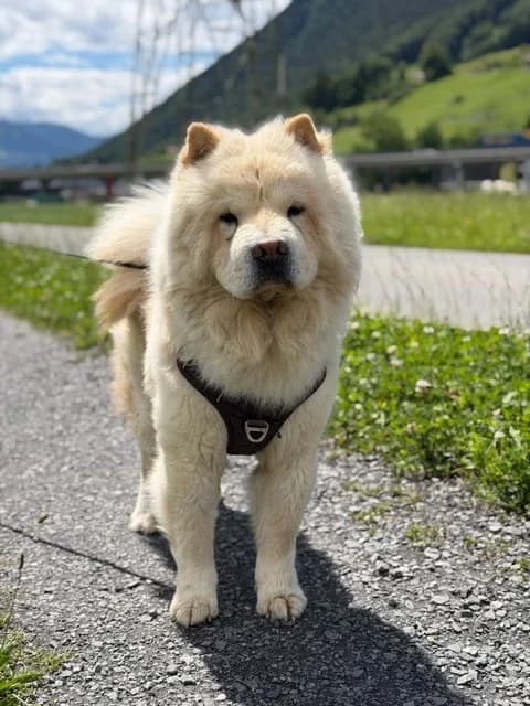 Tedi, weiss young mixed breed for adoption at Tierschutz Schwyz