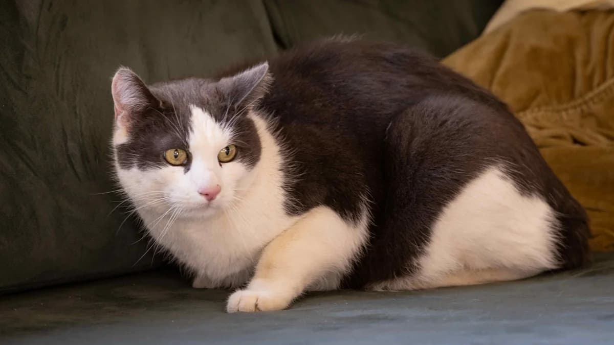 Griso, male Mixed Breed Cat for adoption at Stiftung Tierschutzzentrum Thurgau