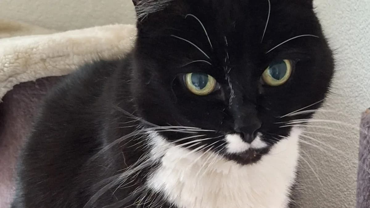 Socke, female Mixed Breed Cat for adoption at Stiftung Tierschutzzentrum Thurgau