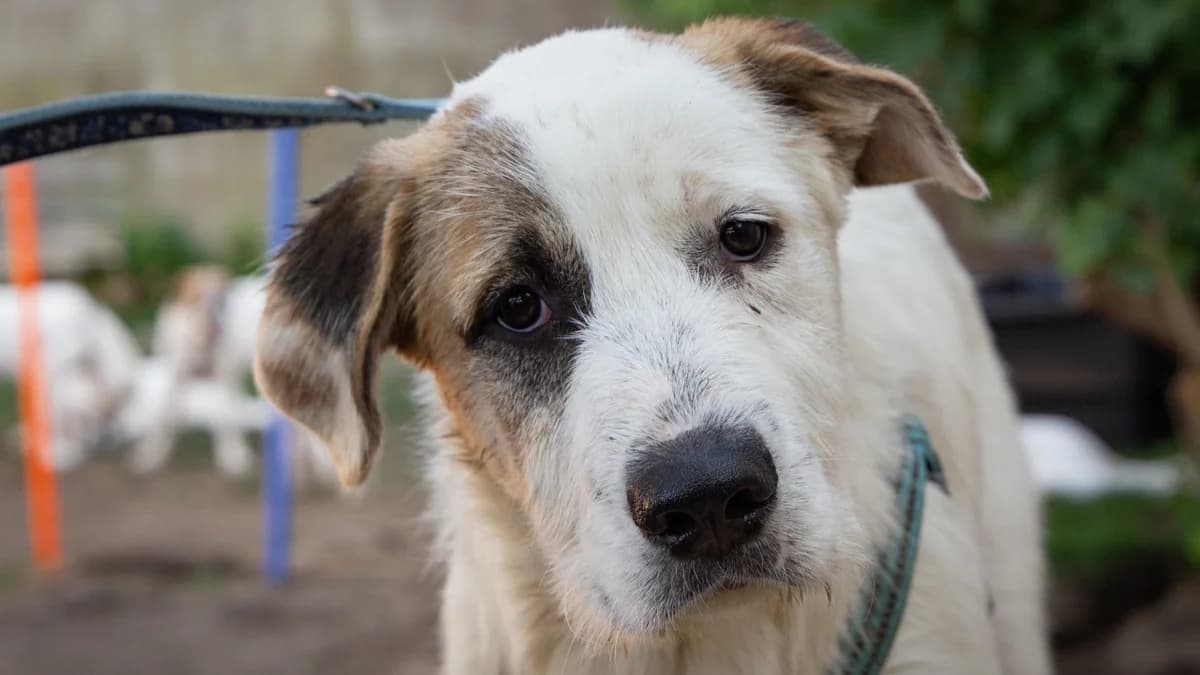 Piero, male puppy mixed breed for adoption at Stiftung Tierschutzzentrum Thurgau