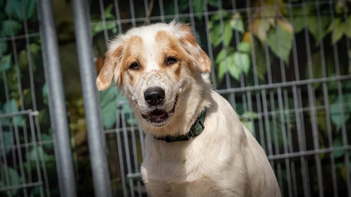 Cini, female puppy mixed breed for adoption at Stiftung Tierschutzzentrum Thurgau