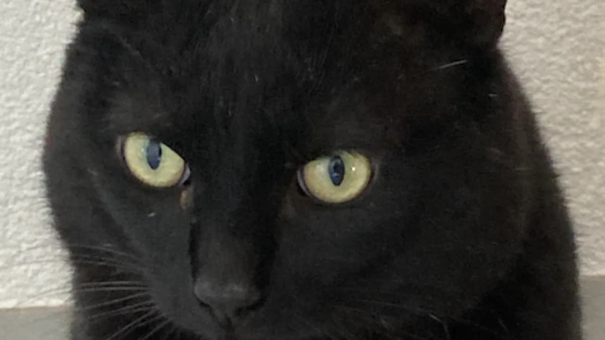 Negrito, male Mixed Breed for adoption at Stiftung Tierschutzzentrum Thurgau
