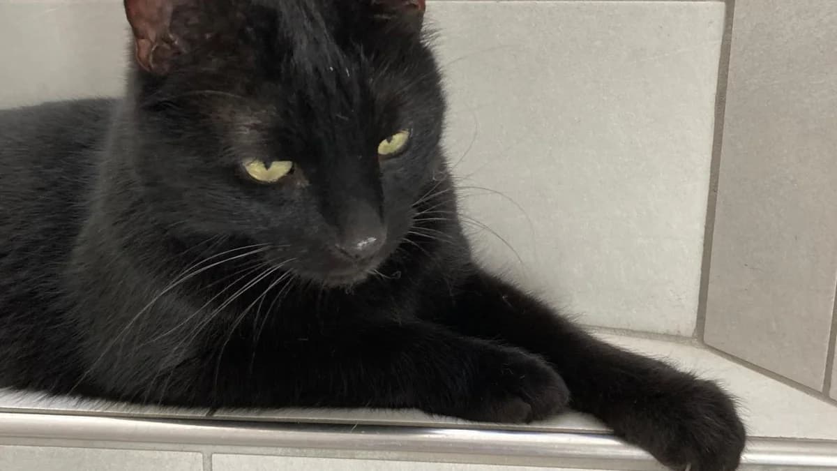 Negrito, male Mixed Breed for adoption at Stiftung Tierschutzzentrum Thurgau