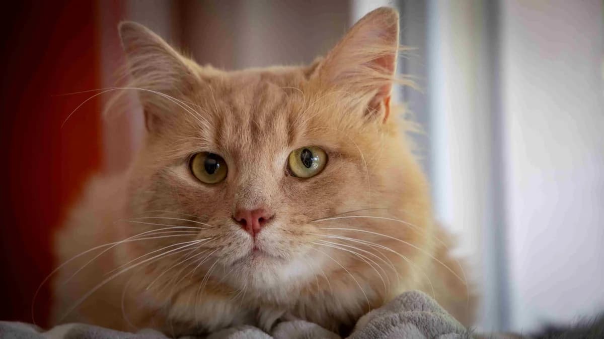 Surkh, rot male Mixed Breed Cat for adoption at Stiftung Tierschutzzentrum Thurgau