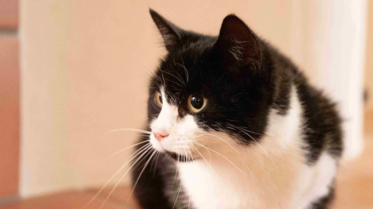 Jolly, female Mixed Breed Cat for adoption at Stiftung Tierschutzzentrum Thurgau