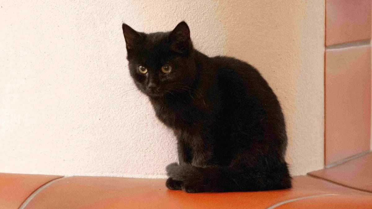 Joggel, male Mixed Breed Cat for adoption at Stiftung Tierschutzzentrum Thurgau