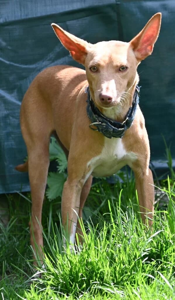 Ringo-Der Vorsichtige – Ist platziert, female senior Podenco for adoption at Tierschutzbund Basel Regional