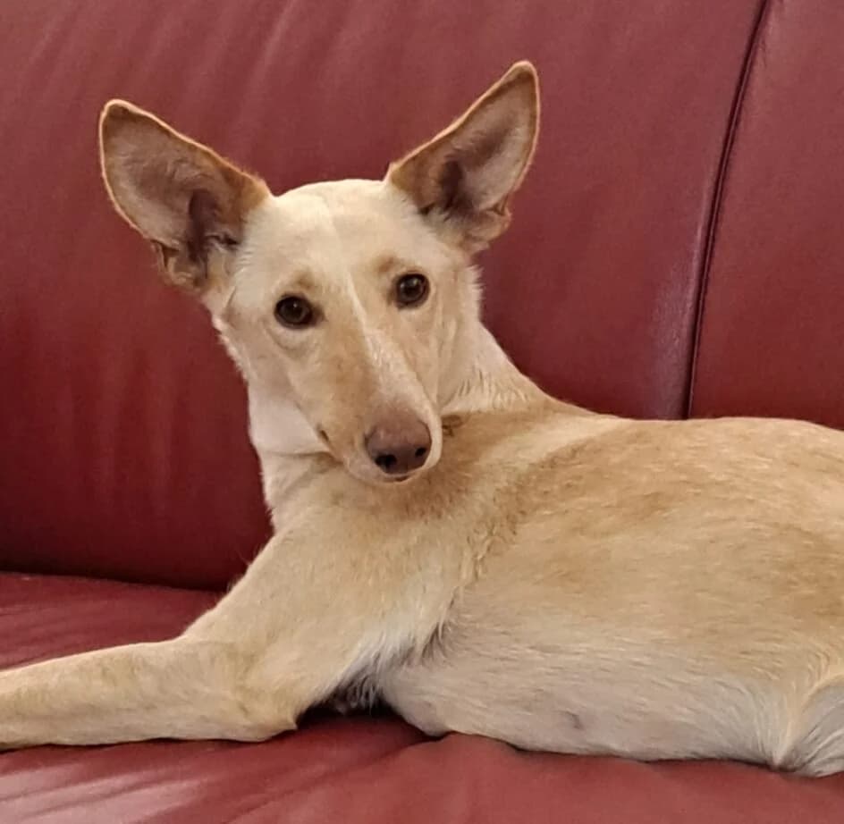 Rusa –, female senior Podenco for adoption at Tierschutzbund Basel Regional