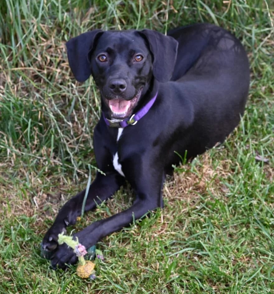 Kira – Die junge Schönheit- ist platziert, female young Mixed Breed for adoption at Tierschutzbund Basel Regional