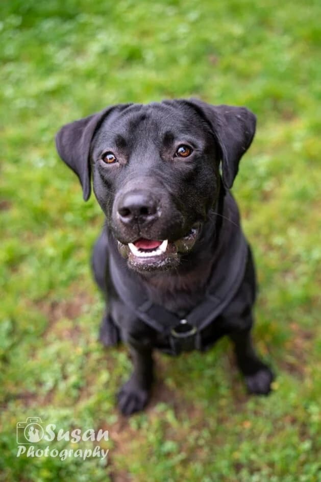 🐾 Arno – Ein junger Labrador sucht sein Zuhause –, young Mixed Breed for adoption at Tierschutzbund Basel Regional