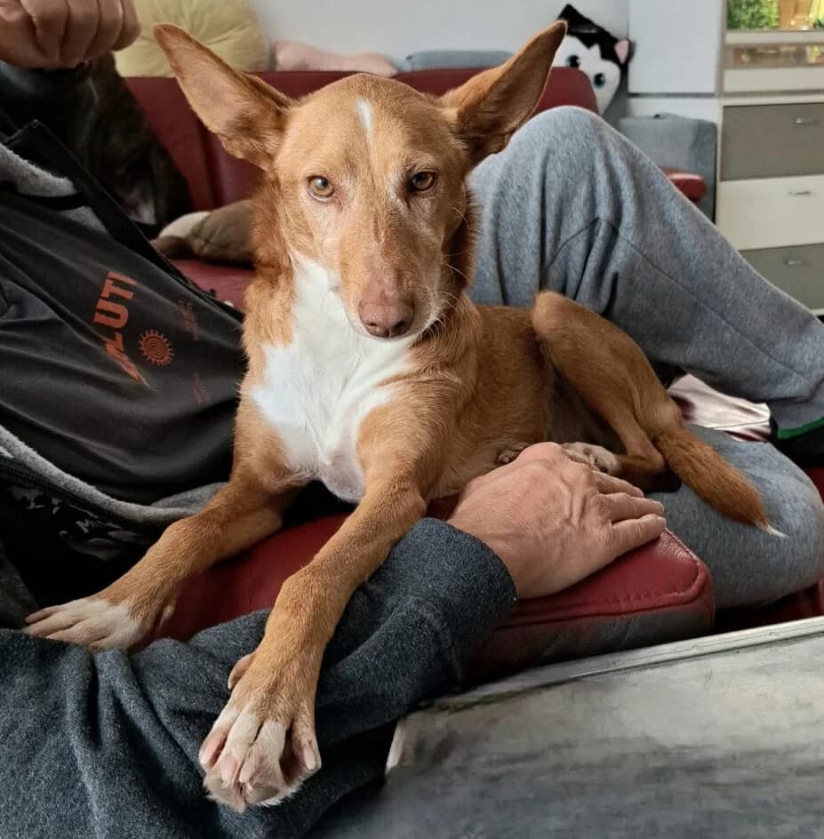 Goldie – Das Gold Stück – platziert, female 5yo Mixed Breed for adoption at Tierschutzbund Basel Regional