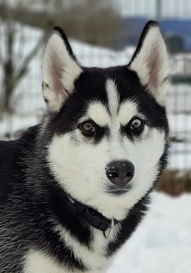 Shino – der junge Wirbelwind🌪️- Ist in seinem neuen Zuhause, female senior Mixed Breed for adoption at Tierschutzbund Basel Regional