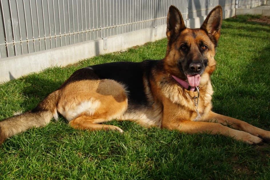 Kira – platziert im Juli 2018, female Mixed Breed for adoption at Tierschutzbund Basel Regional
