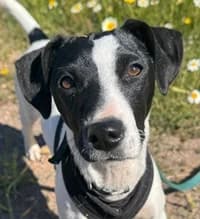 🐾 GRIS – die neugierige👀, female young Mixed Breed for adoption at Tierschutzbund Basel Regional