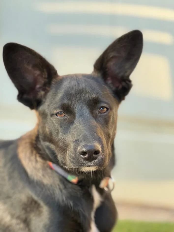 JARA- die freundliche🤗, female young Mixed Breed for adoption at Tierschutzbund Basel Regional
