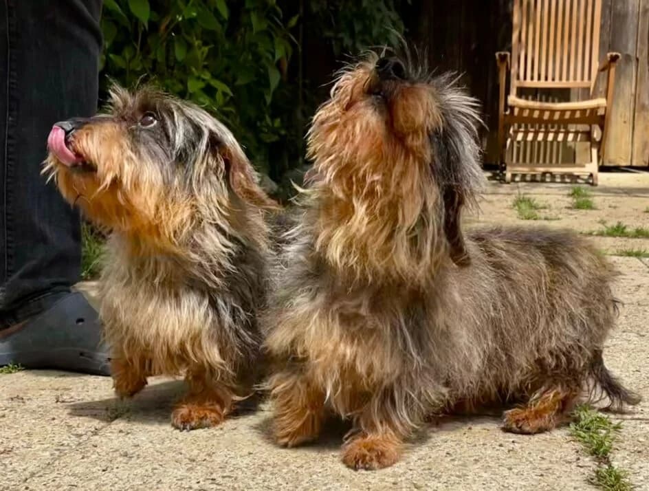 Adele & Rumba – klein aber OHO🫣, senior Mixed Breed for adoption at Tierschutzbund Basel Regional