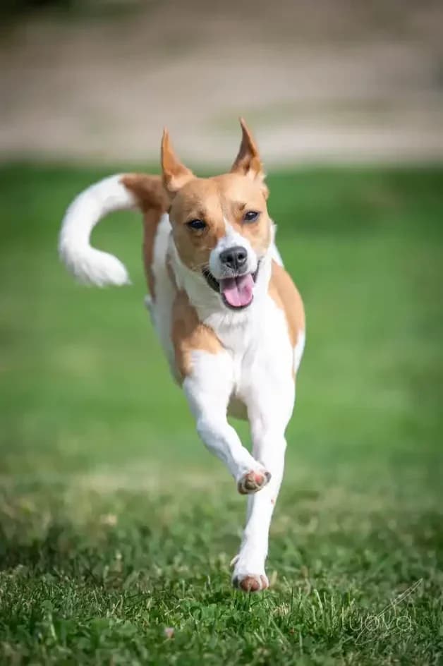 CAISY –, female young Mixed Breed for adoption at Tierschutzbund Basel Regional