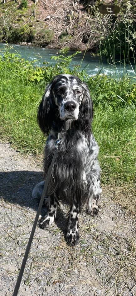 KIRA –, female senior Mixed Breed for adoption at Tierschutzbund Basel Regional