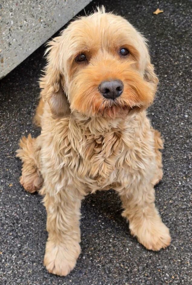 NOTFALL, male Mixed Breed for adoption at Tierschutzbund Basel Regional