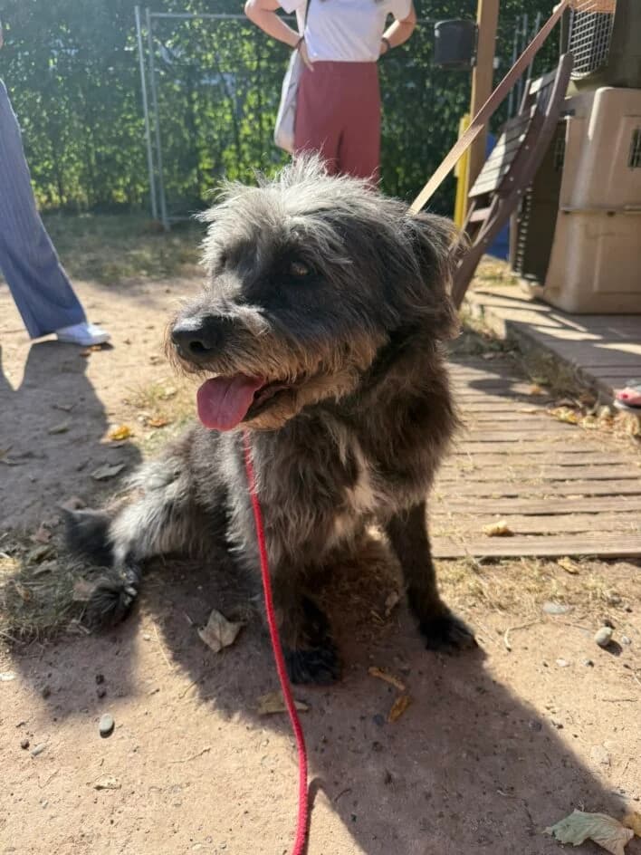 Baklava sucht ihr passendes Zuhause🍀, weiss female senior Mixed Breed for adoption at Tierschutzbund Basel Regional